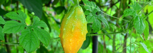 Cerasee for Blood Sugar: Bitter Herb, Sweet Results