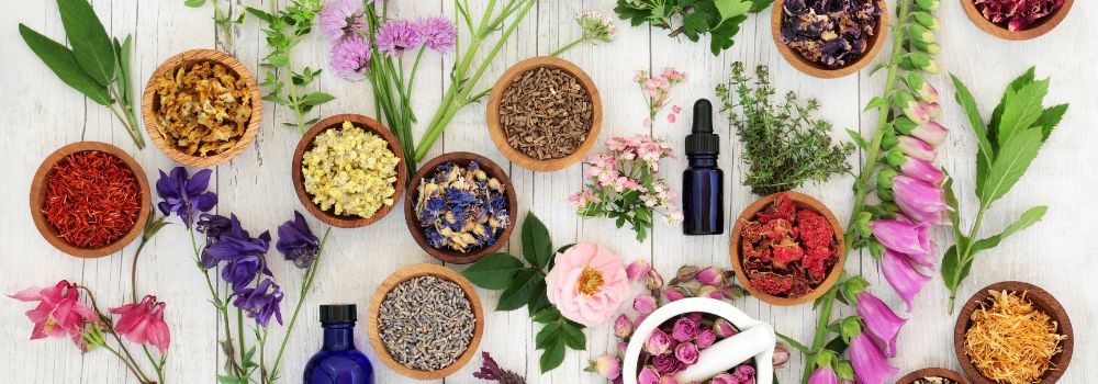 Herbal Medicine 101: Understanding the Basics for Beginners