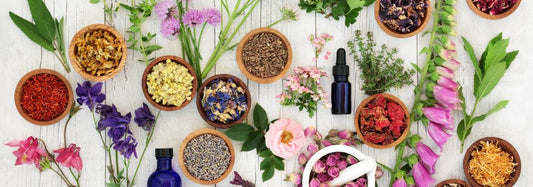 Herbal Medicine 101: Understanding the Basics for Beginners