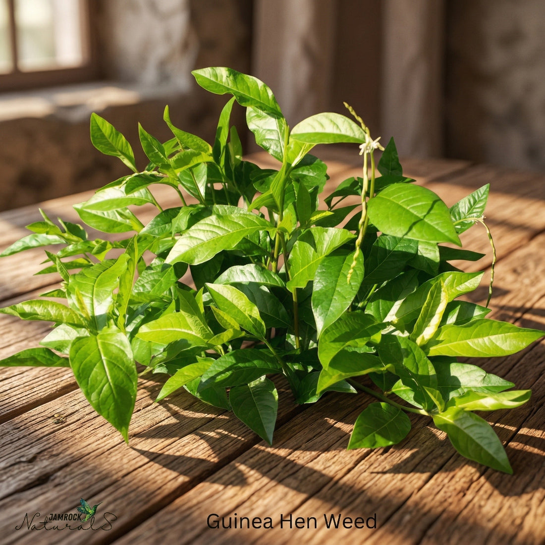 Guinea Hen Weed Isn’t Just for Detox — Here’s What It Actually Does