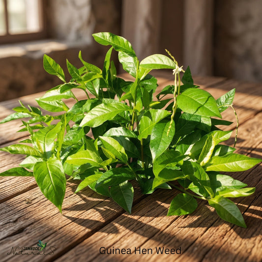 Guinea Hen Weed Isn’t Just for Detox — Here’s What It Actually Does