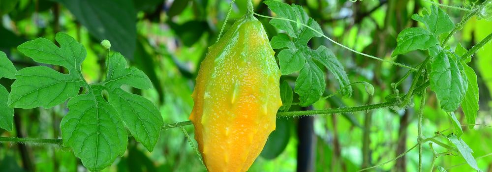 Cerasee for Blood Sugar: Bitter Herb, Sweet Results