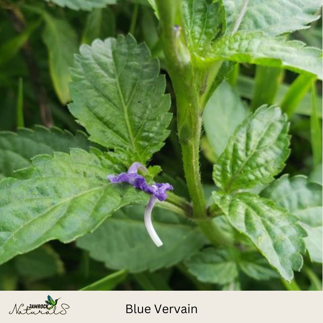 Blue Vervain Tincture - Nature's Calming Elixir, 2oz