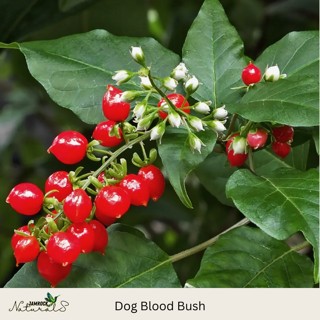 Dog Blood Bush Tincture - Traditional Support for Reproductive Health and Overall Wellness, 2oz