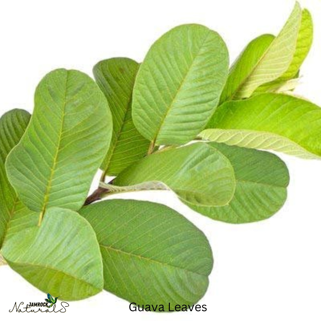 Guava Leaf Tincture - Natural Support for Digestion, Blood Sugar, and Oral Health